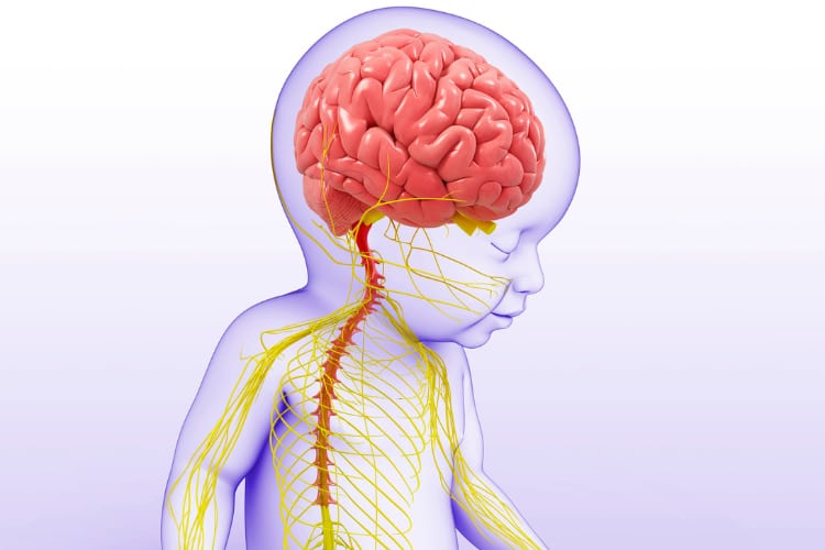 Medical illustration of Nervous System Function of a baby.