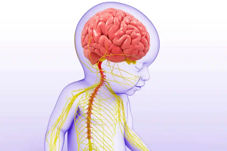 Medical illustration of Nervous System Function of a baby | pediatric chiropractic care in columbus